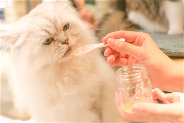ハワイに「キャットカフェMOFF」を3店舗展開する矢口さんに